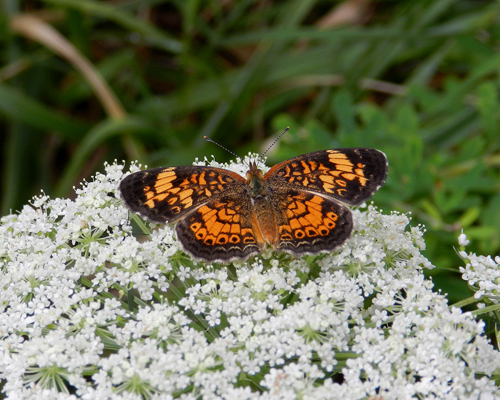 Pearl Crescent