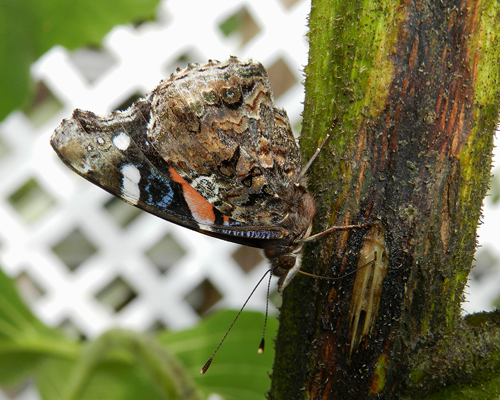 Red Admiral