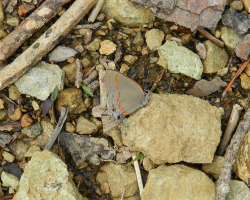 Red-banded Hairstreak