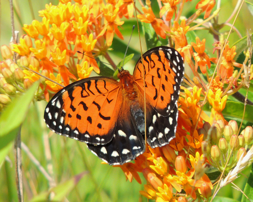 Regal Fritillary