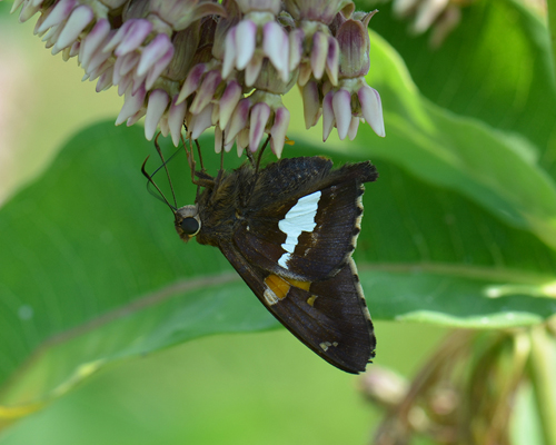 Silver-spotted Skipper