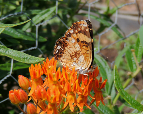 Silvery Checkerspot