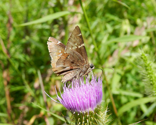 Southern Cloudywing