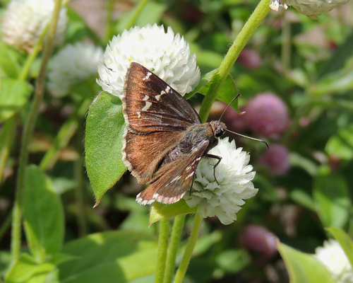 Southern Cloudywing