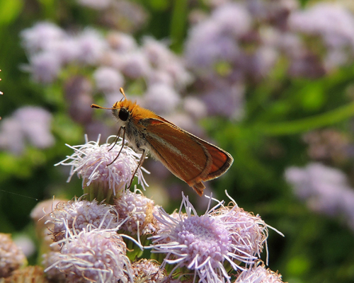 Southern Skipperling