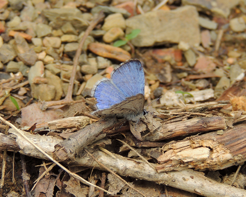 Spring Azure