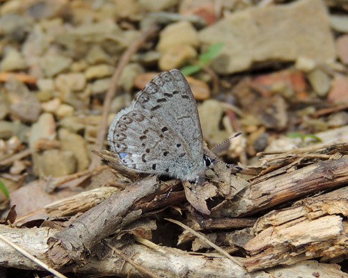 Spring Azure