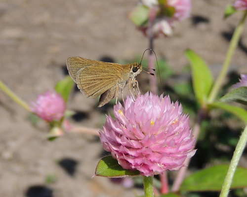 Swarthy Skipper