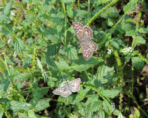 Tropical Checkered Skipper