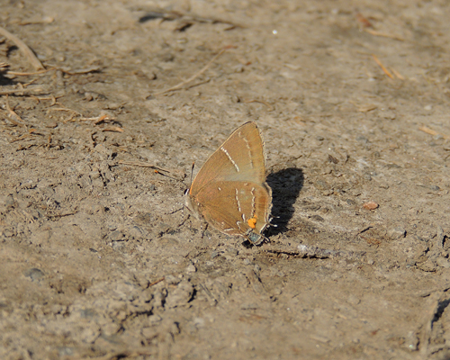 White M Hairstreak