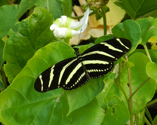 Zebra Heliconian